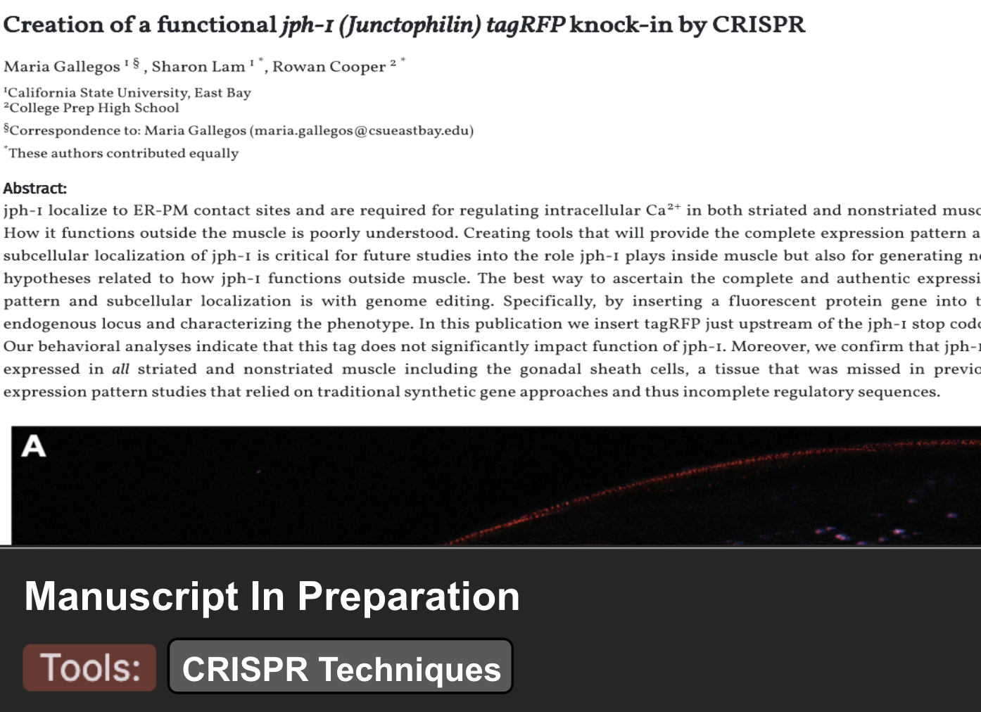 Preview of the JPH-1 CRISPR manuscript abstract and fluorescence microscopy